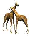 Gifs Animés giraffe 23