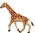 Gifs Animés giraffe 28