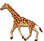 Gifs Animés giraffe 28