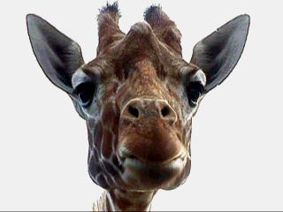 Gifs Animés giraffe 43
