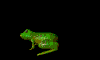 Gifs Animés grenouilles 49