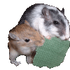 Gifs Animés hamsters 66