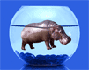 Gifs Animés hippopotames 14