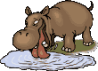 Gifs Animés hippopotames 36