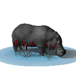 EMOTICON hippopotames 45