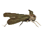 EMOTICON insect 117