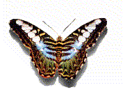 EMOTICON insect 120
