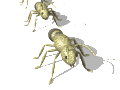 EMOTICON insect 122