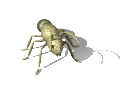 EMOTICON insect 144