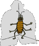 EMOTICON insect 27