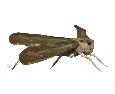 EMOTICON insect 65