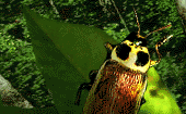 EMOTICON insect 92