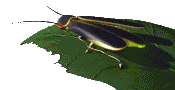 EMOTICON insect 94