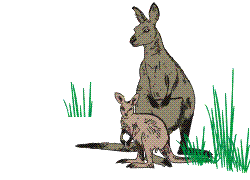 Gifs Animés kangourous 36