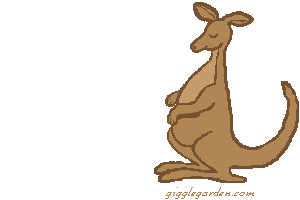 Gifs Animés kangourous 41