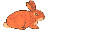 Gifs Animés lapins 361