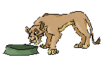 Gifs Animés le roi lion 8