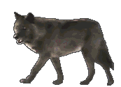 Gifs Animés loup 50