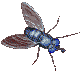 Gifs Animés mouches moustiques 20