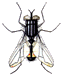 Gifs Animés mouches moustiques 21