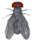 Gifs Animés mouches moustiques 24