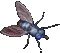 Gifs Animés mouches moustiques 9