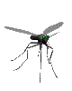 Gifs Animés moustiques 5