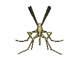 Gifs Animés moustiques 7