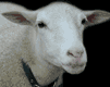 EMOTICON moutons 34