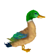 Gifs Animés oies-canard 89