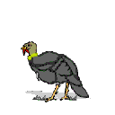 Gifs Animés oiseaux 193