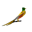 Gifs Animés oiseaux 338