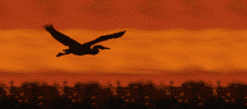 Gifs Animés oiseaux 370