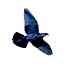 Gifs Animés oiseaux 444