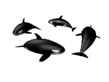 Gifs Animés orques 7