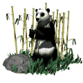 Gifs Animés panda 51