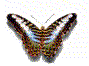 Gifs Animés papillons 137