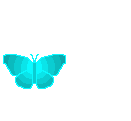 Gifs Animés papillons 157