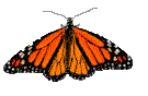 Gifs Animés papillons 160