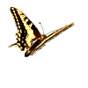 Gifs Animés papillons 162