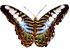 Gifs Animés papillons 163