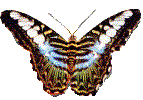 Gifs Animés papillons 163
