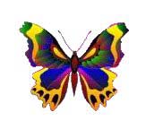 Gifs Animés papillons 175