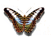 Gifs Animés papillons 184