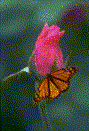 Gifs Animés papillons 198