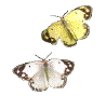 Gifs Animés papillons 215