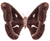 Gifs Animés papillons 245