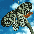 Gifs Animés papillons 249