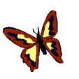 Gifs Animés papillons 255