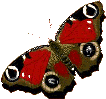 Gifs Animés papillons 279